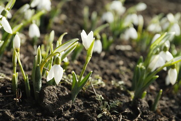 Beautiful snowdrops growing outdoors. Early spring flowers