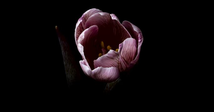 チューリップの開花タイムラプス
