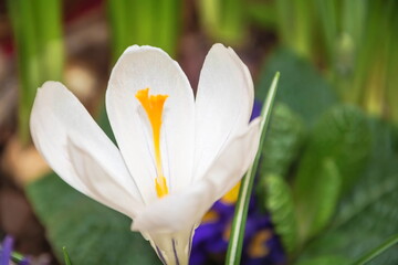 Delicate white spring crocus flower