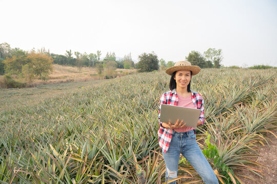 Asian female farmer see growth of pineapple in farm, agricultural Industry, agriculture business concept. Innovation technology for smart farm system, farmer occupation. farmer holding laptop in field