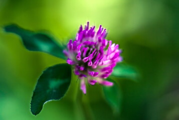 Clover flower closeup