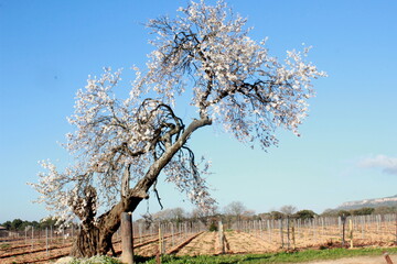 Tr&egrave;s vieil amandier en fleurs