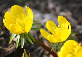 Obraz premium Close-up of a cluster of yellow winter aconite flowers opening in the sunshine