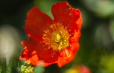 Flower poppy closeup