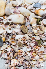 Pile of natural seashells , pebbles and sea treasures.