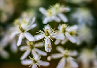 White flowers of clematis closeup
