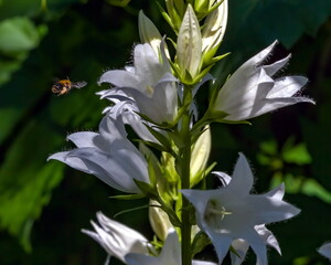 Fototapeta na wymiar White flowers bells closeup