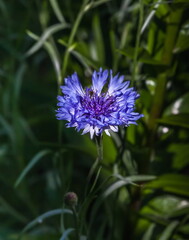 Flower cornflower closeup