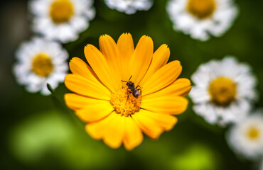 Orange calendula flower with insect closeup