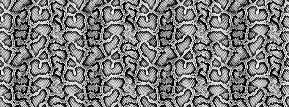 Poster Snake python skin texture. Seamless pattern black on white