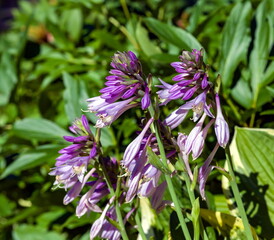 Hosta flowers closeup