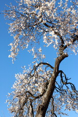 Très vieil amandier en fleurs