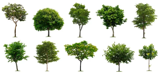 Fotobehang Set beautiful trees isolated on white background, Suitable for use in architectural design, Decoration work, Used with natural articles both on print and website. © Nudphon