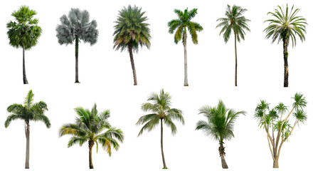 Set of coconut and palm trees isolated on white background, Suitable for use in architectural...