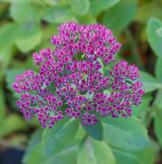 Stonecrop in autumn