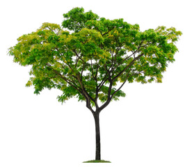 Beautiful tree isolated on white background. Suitable for use in architectural design or Decoration work.