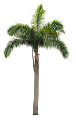 Beautiful coconut palm tree isolated on white background. Suitable for use in architectural design or Decoration work.