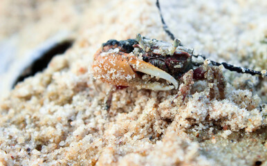 A fiddler crab is hiding in the sand on the beach in Brazil
