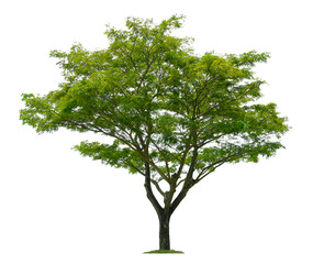 Beautiful tree isolated on white background. Suitable for use in architectural design or Decoration work.