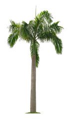 Beautiful coconut palm tree isolated on white background. Suitable for use in architectural design or Decoration work.