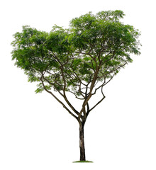 Beautiful tree isolated on white background. Suitable for use in architectural design or Decoration work.
