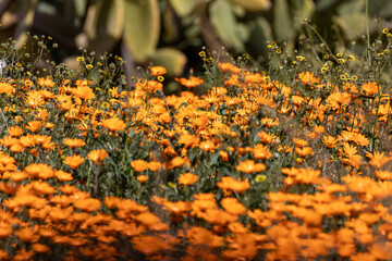 namaqualand daisies