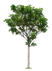 Obraz premium Beautiful tree isolated on white background. Suitable for use in architectural design or Decoration work.