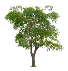 Fototapeta premium Beautiful tree isolated on white background. Suitable for use in architectural design or Decoration work.