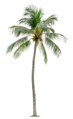 Obraz premium Beautiful coconut palm tree isolated on white background. Suitable for use in architectural design or Decoration work.