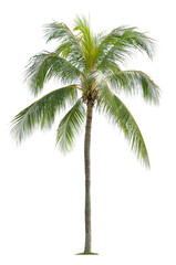 Naklejka premium Beautiful coconut tree isolated on white background. Suitable for use in architectural design or Decoration work.