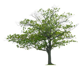 Obraz premium Beautiful tree isolated on white background. Suitable for use in architectural design or Decoration work.
