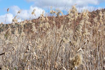 reeds in the wind