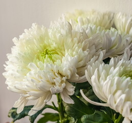 Bouquet of white chrysanthemum flowers close up