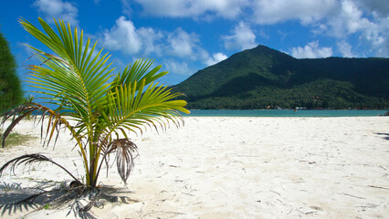 Small palm tree on Malibu Beach, Koh Phangan (Thailand)