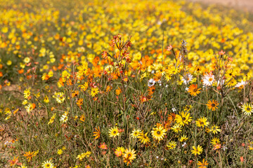 field of flowers