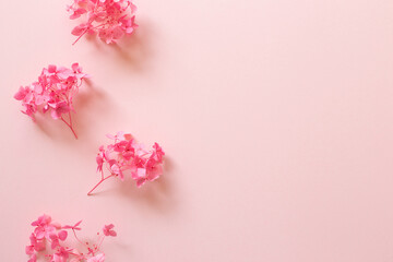 Fototapeta na wymiar Dry pink hydrangea flowers on pink background. flat lay, top view, copy space