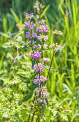 Field Flower close-up on the background of greenery in summer