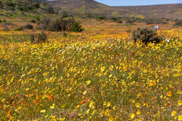field of yellow spring flowers