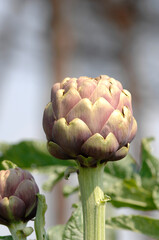 Obraz premium carciofo romanesco or Roman artichoke is a typical product of field from Lazio and Roman area in Italy