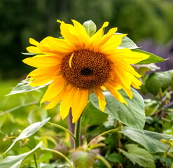 Yellow Sunflower flowers closeup in summer garden on green background