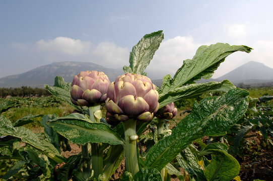 carciofo di Paestum or paestum artichoke is a typical product of Campania region in Italy