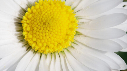 Macro shot of wild daisy flower. Spring concept