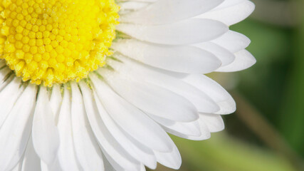 Macro shot of wild daisy flower. Spring or botanical concept. Spring background
