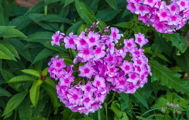 Obraz premium Pink flower Phlox in summer in the garden on a background of greenery
