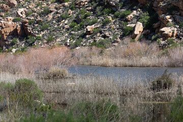 grass on the bank of the stream