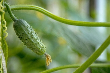 Cucumber grows in a greenhouse with copy space. Authentic farm series.