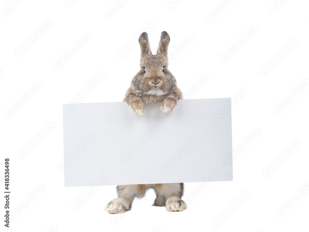 Sticker brown bunny holding an advertising board for your lettering isolated on white background