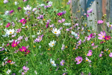 Kosmeya flowers closeup in the garden in the summer