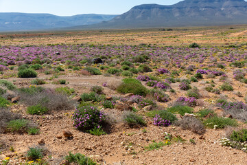 flowers in the desert