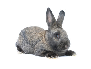 gray bunny isolated on white background